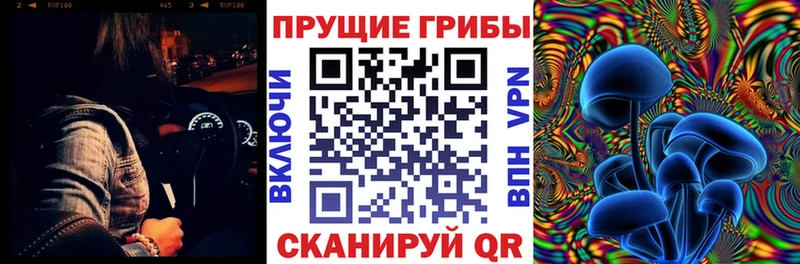 omg вход  Боровичи  Галлюциногенные грибы Cubensis 